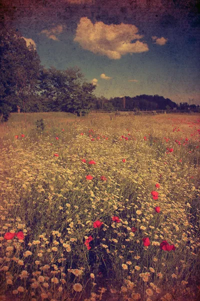 Vintage vad virág mező, a blue sky és clouds. — Stock Fotó