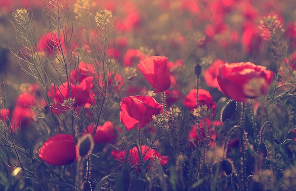 Beautiful poppy field in sunset. — Stock Photo, Image