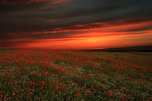 Kırmızı poppies günbatımı içinde bir sürü ile kırsal manzara — Stok fotoğraf