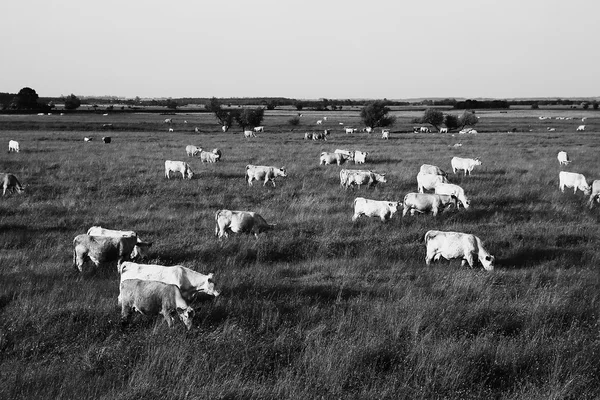 Mandria di mucche al tramonto — Foto Stock