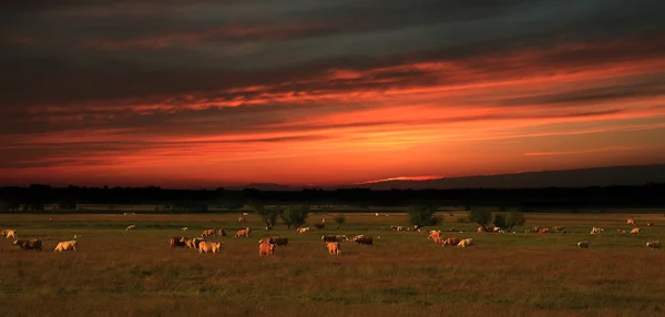 Paysage rural avec animaux et coucher de soleil — Photo