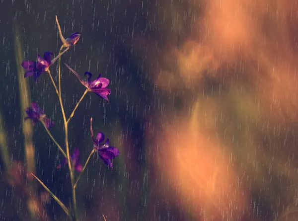 Macro view of vintage wild flowers in rain — Stock Photo, Image