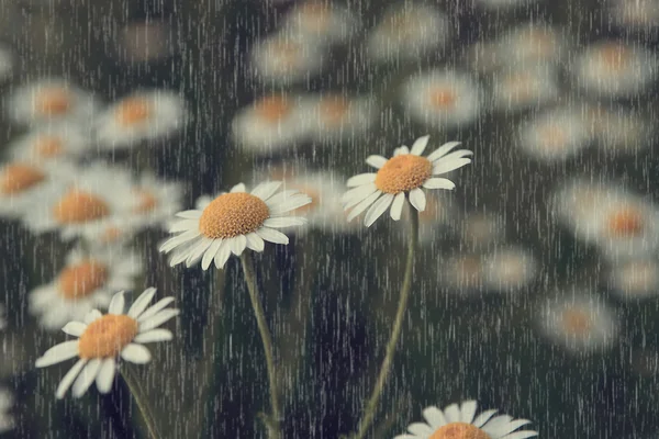 Макровзгляд на винтажные дикие цветы под дождем — стоковое фото