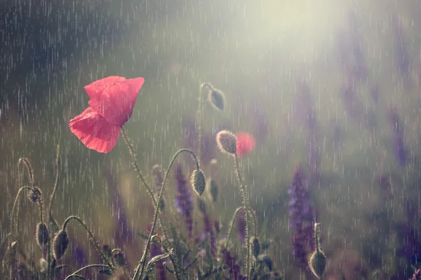 在雨中的复古野生花卉宏视图 — 图库照片