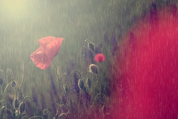 Macro vue des fleurs sauvages vintage sous la pluie — Photo