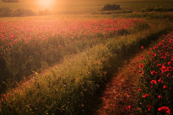 Gün batımında bir sürü kırmızı gelincik ve güneş ışığı olan kırsal alan.. — Stok fotoğraf