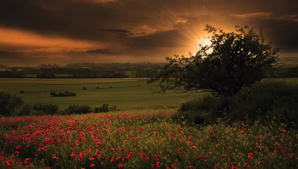 Landsbygdslandskap med massor av röda vallmo i solnedgången med solsken. — Stockfoto
