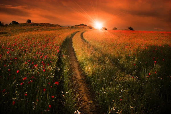 Poppies günbatımı içinde bir sürü ile bir kırsal manzara — Stok fotoğraf