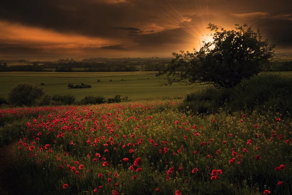 poppies günbatımı içinde bir sürü ile bir kırsal manzara
