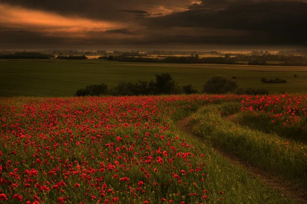 Rural scenery with lots of poppies in sunset — Stock Photo, Image