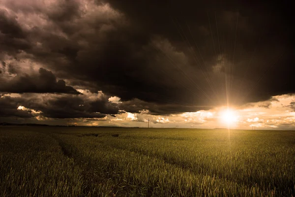 Campo de trigo en la puesta del sol y nubes oscuras sobre él —  Fotos de Stock