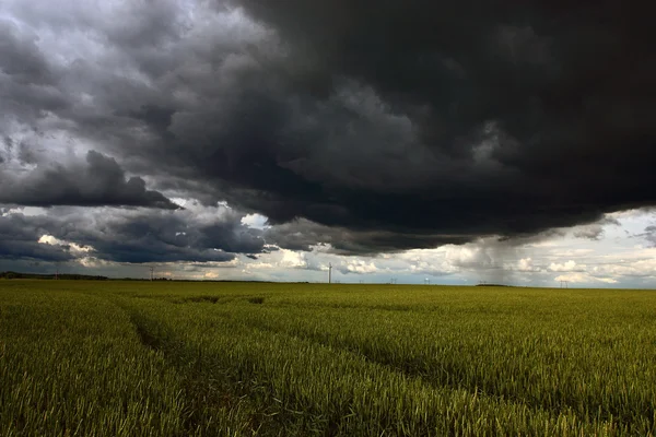 Campo de maíz con nubes tormentosas sobre él en la puesta del sol y el rayo de sol —  Fotos de Stock