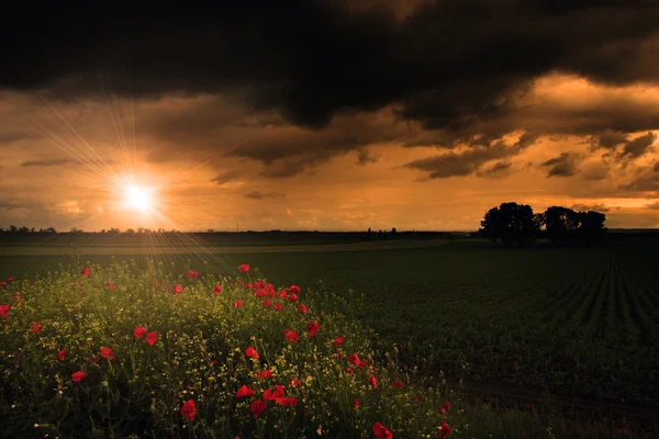 Rural scenery with lots of poppies in sunset with ray of — Stock Photo, Image