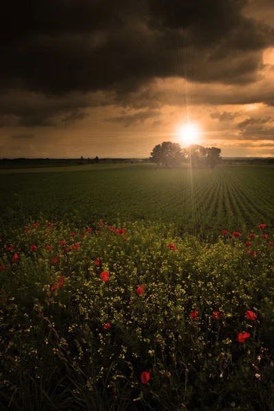 Rural scenery with lots of poppies in sunset with ray of — Stock Photo, Image