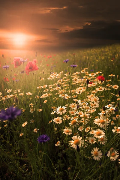 Paysage rural avec beaucoup de fleurs sauvages au coucher du soleil — Photo