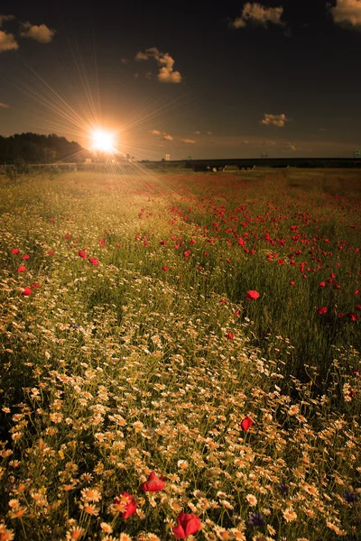 Rural landscape with lots of wild flowers in sunset — Stock Photo, Image