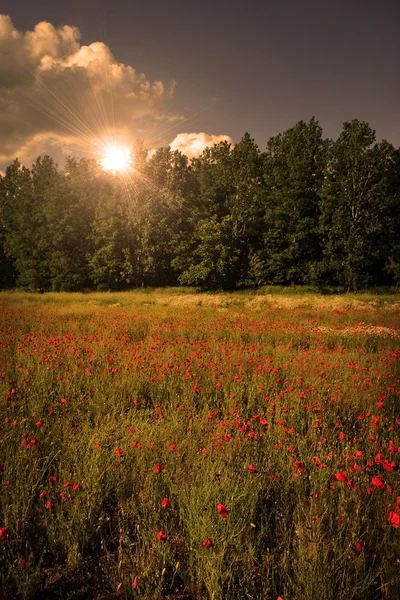 Paysage rural avec beaucoup de fleurs sauvages au coucher du soleil — Photo