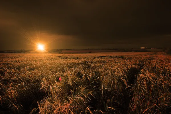 Kukuřičné pole v západu slunce — Stock fotografie