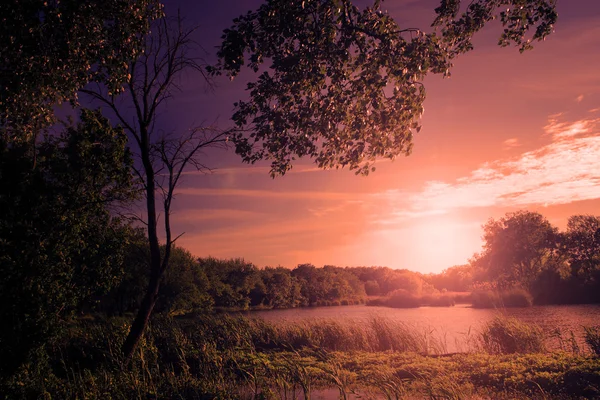 Landscape with lake and huge tree in sunset with ray of sunshine — Stock Photo, Image