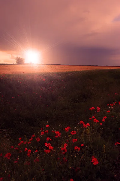 Paisagem rural com muitas papoilas vermelhas ao pôr do sol com raios de sol . — Fotografia de Stock