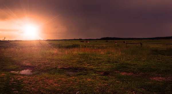 Paisaje rural con animales y puesta de sol —  Fotos de Stock