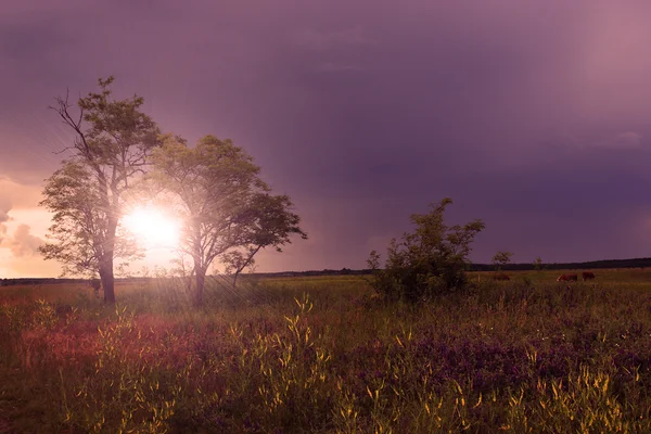 Gün batımında kırsal alan — Stok fotoğraf