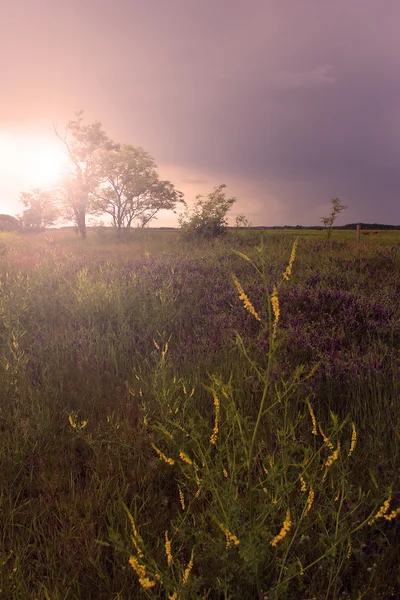 Rural landscape in sunset — Stock Photo, Image