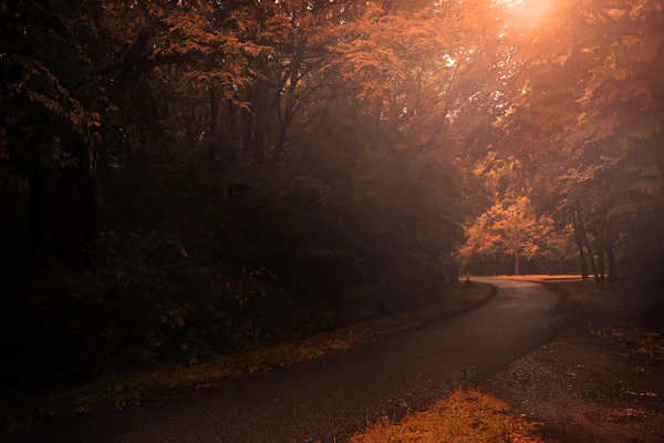 夏季森林路在日落 — 图库照片