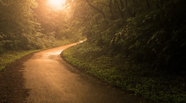 Route forestière d'été au coucher du soleil — Photo