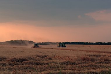 buğday hasat birleştirmek