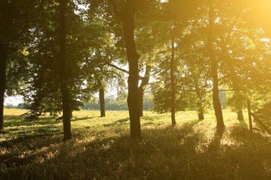 sabah ışıkları orman