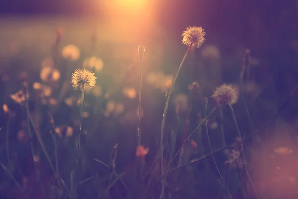 Wild flowers in sunset — Stock Photo, Image