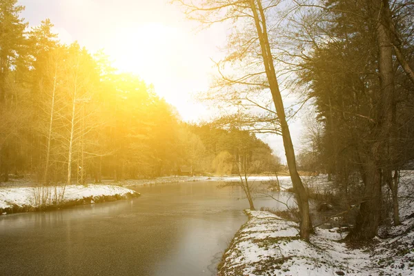 Зимовий ліс з озером — стокове фото