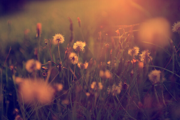 wild flowers in sunset