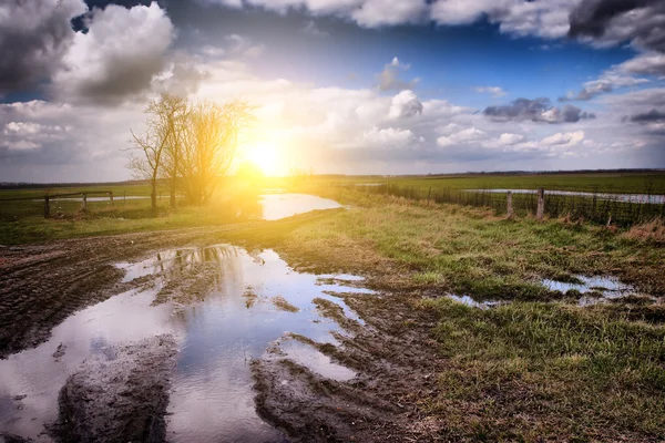 Swamp — Stock Photo, Image