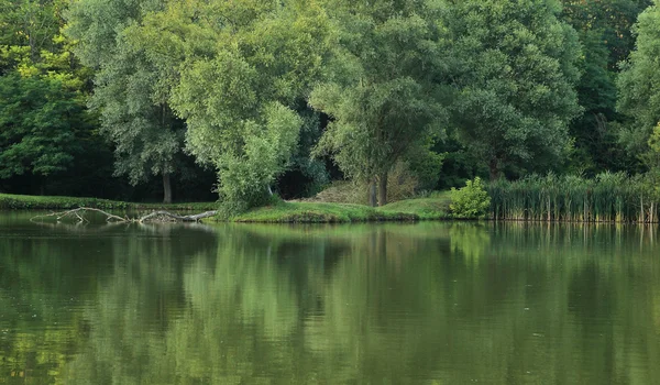 Sjön med skog — Stockfoto