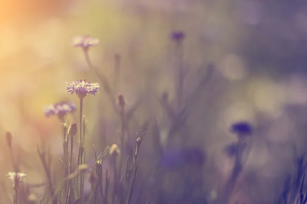 Flores silvestres ao pôr do sol — Fotografia de Stock