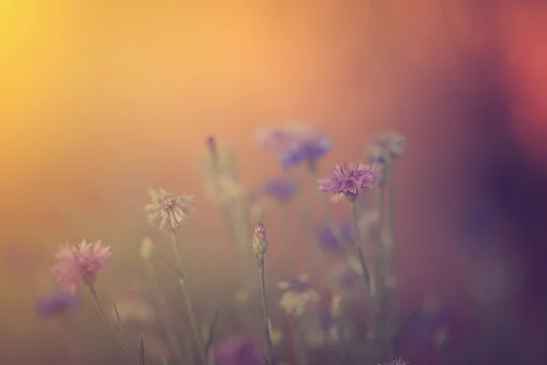 Gün batımı, kır çiçekleri — Stok fotoğraf