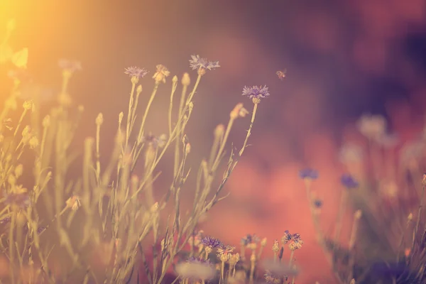 Wilde bloemen in zonsondergang — Stockfoto