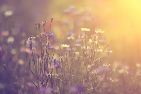 Fleurs sauvages au coucher du soleil — Photo