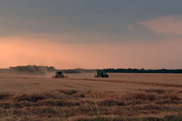 Combina la raccolta del grano — Foto Stock