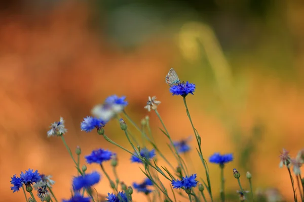 Fiori selvatici al tramonto — Foto Stock