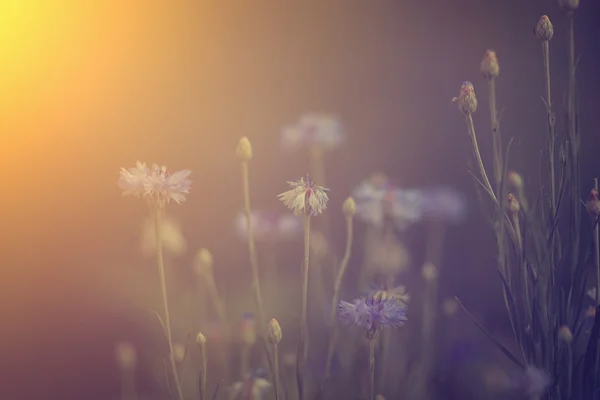 Flores silvestres al atardecer — Foto de Stock