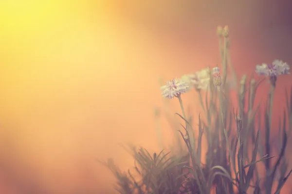 Fleurs sauvages au coucher du soleil — Photo