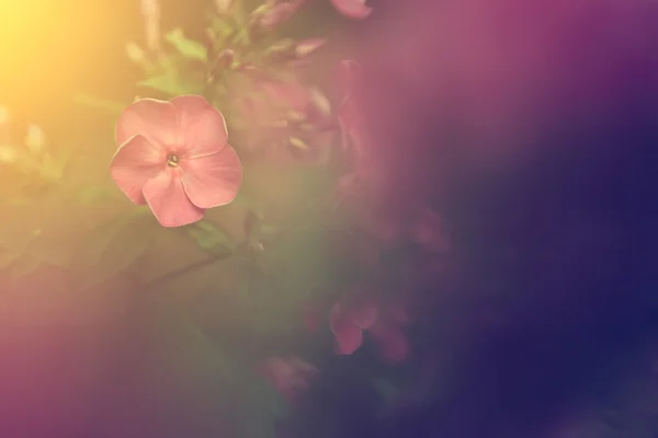 Vintage Blume — Stockfoto