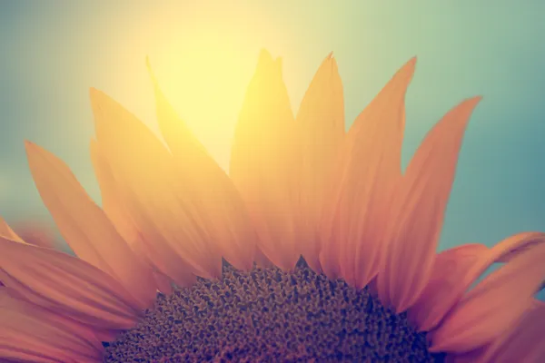 Sunflower — Stock Photo, Image