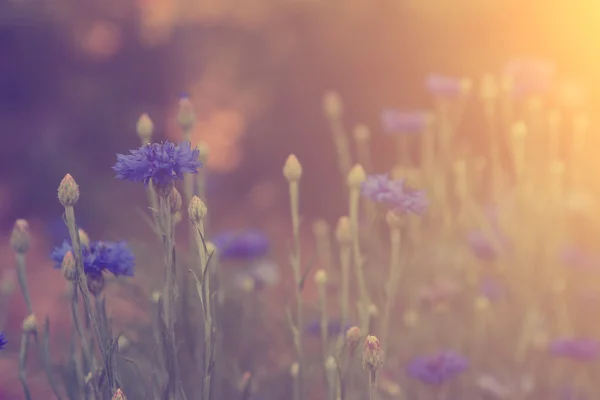 Wilde bloemen in zonsondergang — Stockfoto