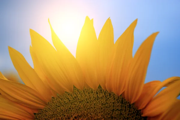 Girasole — Foto Stock