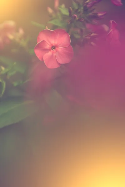 Wild flowers in sunset — Stock Photo, Image