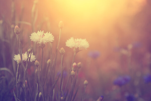 wild flowers in sunset